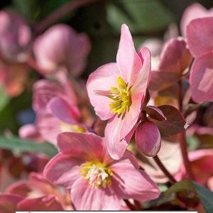 Meet your Posher, Lb